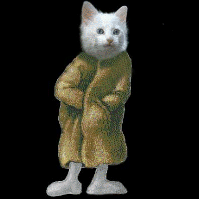 02 Cats Animals Humor -  Fun 