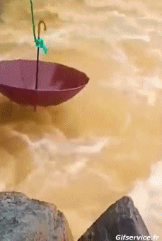 01 Fish Animals Humor -  Fun 