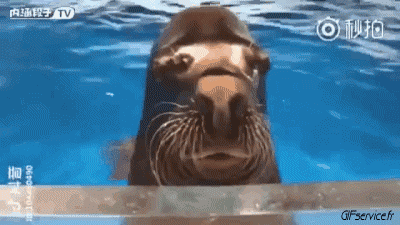 01 Seals sea ​​lion Animals Humor -  Fun 