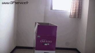 03 Cats Animals Humor -  Fun 