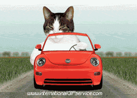 01 Katze Tiere Humor -  Fun 