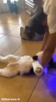 Fail 01 Hoverboard GENTE Humor - Fun 