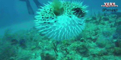 Serie 01 Poissons Animaux Humour - Fun 