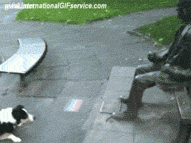 Serie 01 Chiens Animaux Humour - Fun 