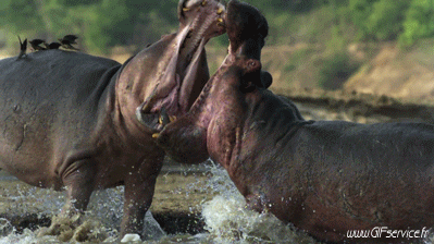 01 Nilpferde Tiere Humor -  Fun 