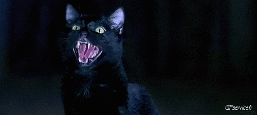 Serie 05 Chats Animaux Humour - Fun 