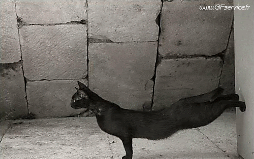 Serie 01 Chats Animaux Humour - Fun 