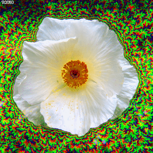 Bill Tavis GIF Artists Humor -  Fun 