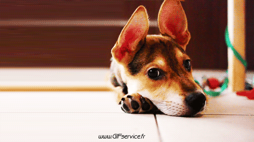 01 Perros Animales Humor - Fun 