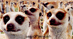 01 Suricat Animales Humor - Fun 