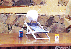 Peruche Papagei Geflügel Tiere Humor -  Fun 