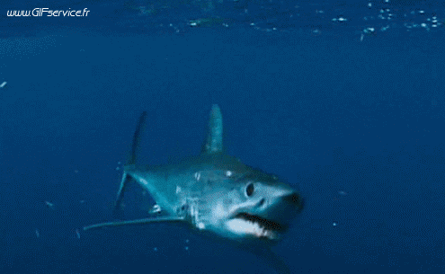 01 Sharks Animals Humor -  Fun 