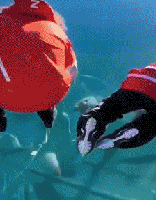 Fun - Win Sobre el hielo GENTE Humor - Fun 