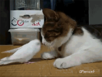 Loro Peruche Pájaros Animales Humor - Fun 