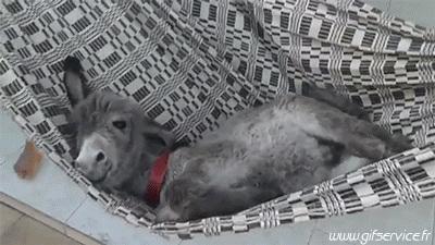 01 Donkeys Animals Humor -  Fun 