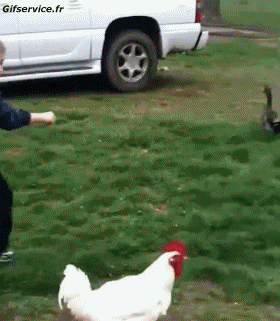 Coqs - Poules Oiseaux Animaux Humour - Fun 