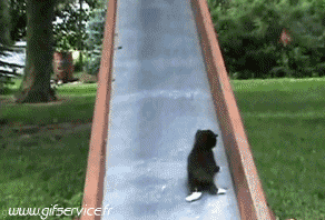 03 Katze Tiere Humor -  Fun 