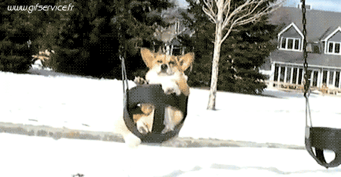 03 Dogs Animals Humor -  Fun 