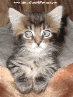 01 Cats Animals Humor -  Fun 