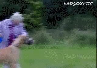 03 Hunde Tiere Humor -  Fun 