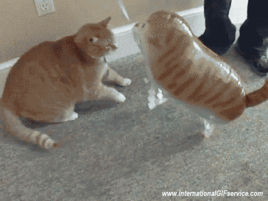 01 Cats Animals Humor -  Fun 