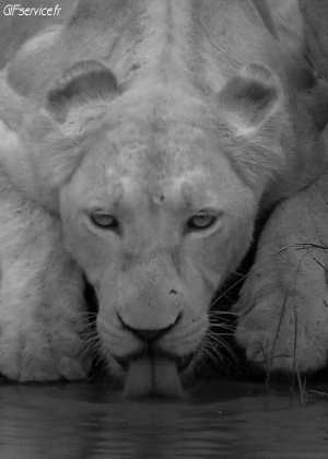 01 Leoni Animali Umorismo -  Fun 