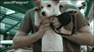 02 Cani Animali Umorismo -  Fun 