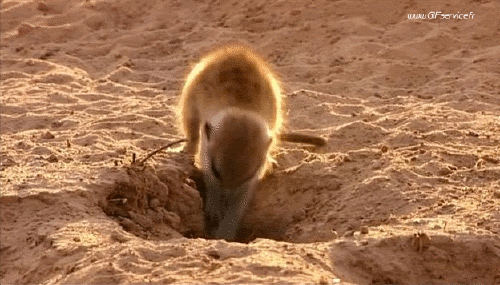 01 Suricat Animali Umorismo -  Fun 