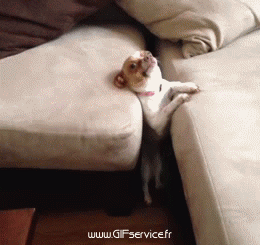 03 Perros Animales Humor - Fun 