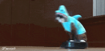 04 Gatos Animales Humor - Fun 