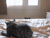 05 Cats Animals Humor -  Fun 