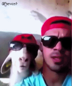 01 Sheep Animals Humor -  Fun 