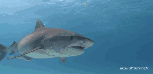 01 Tiburones Animales Humor - Fun 