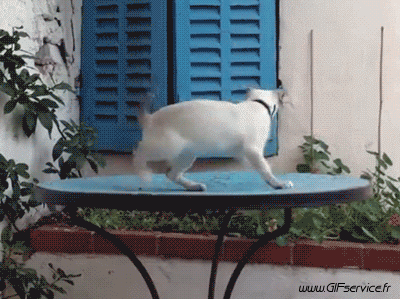 03 Katze Tiere Humor -  Fun 