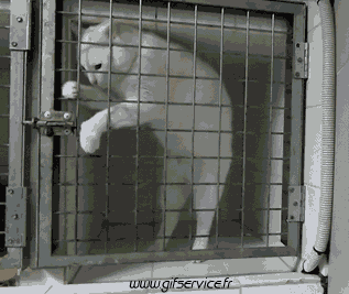 04 Katze Tiere Humor -  Fun 