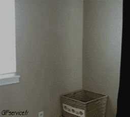 04 Cats Animals Humor -  Fun 