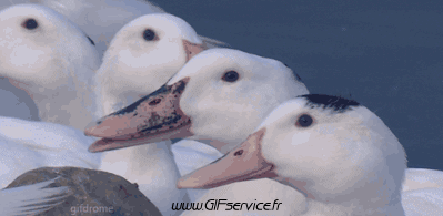 Various Birds Animals Humor -  Fun 