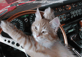 01 Gatti Animali Umorismo -  Fun 