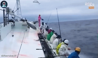 Serie 01 Poissons Animaux Humour - Fun 