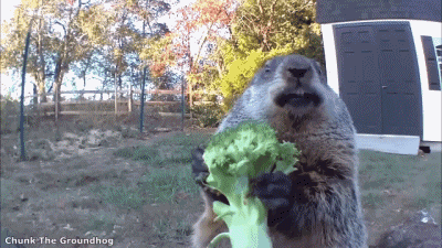 01 Marmottes Animaux Humour - Fun 