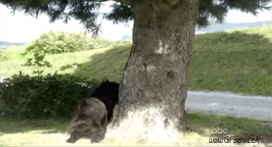 01 Scoiattoli Animali Umorismo -  Fun 