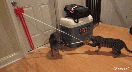 05 Gatos Animales Humor - Fun 