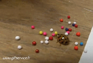 01 Insetti Animali Umorismo -  Fun 