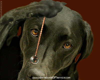 01 Perros Animales Humor - Fun 