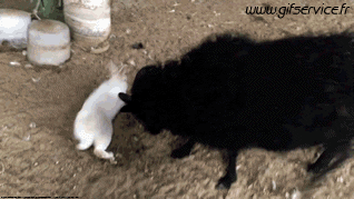 01 Pecora Animali Umorismo -  Fun 