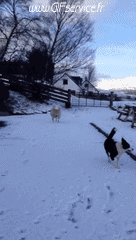 01 Oveja Animales Humor - Fun 