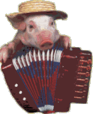 01 Maiali - Cinghiali Animali Umorismo -  Fun 