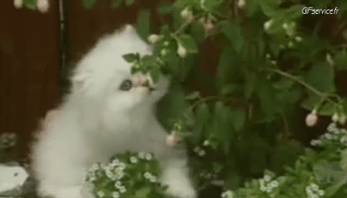 05 Katze Tiere Humor -  Fun 