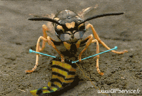 01 Insectos Animales Humor - Fun 
