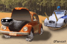 01 Turtles Animals Humor -  Fun 